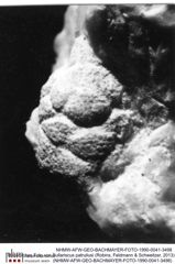 Historisches Foto von Bullariscus patruliusi (Robins, Feldmann & Schweitzer, 2013) (NHMW-AFW-GEO-BACHMAYER-FOTO-1990-0041-3498)